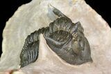 Metacanthina Trilobite - Lghaft, Morocco #153898-4